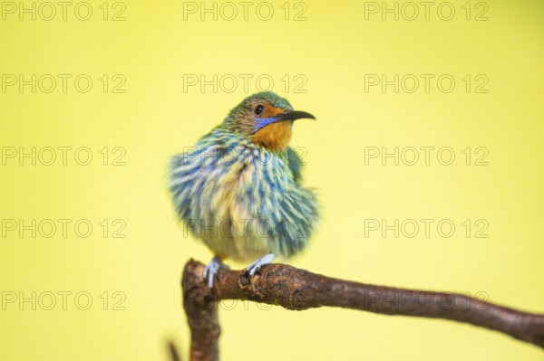 Ruby-topaz hummingbird (Chrysolampis mosquitus) youngster sitting on a branch, captive, Zoo Augsburg, Germany