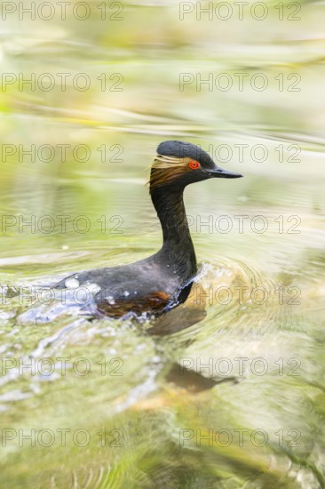 Black-necked grebe or eared grebe (Podiceps nigricollis) swimming in the water, captive, Zoo Augsburg, Germany