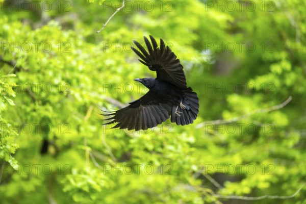 Carrion crow (Corvus corone) flying in a forest, Bavaria, Germany