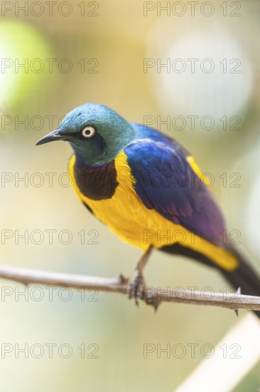 Superb starling (Lamprotornis superbus) sitting on a branch, captive, Zoo Augsburg, Germany