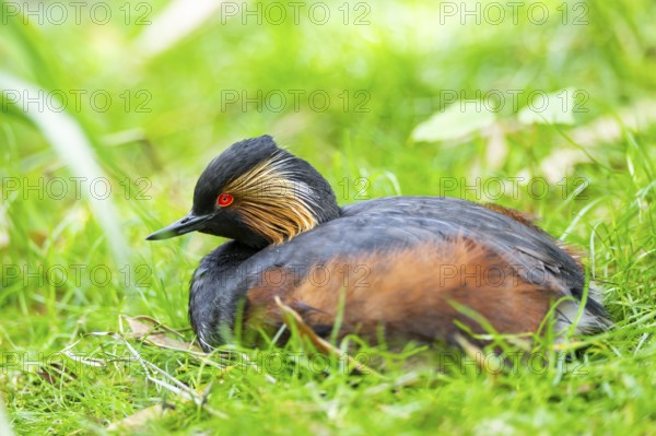 Black-necked grebe or eared grebe (Podiceps nigricollis) lying on a meadow, captive, Zoo Augsburg, Germany