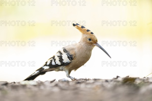 Eurasian hoopoe (Upupa epops) searching for food on the ground, captive, Zoo Augsburg, Germany