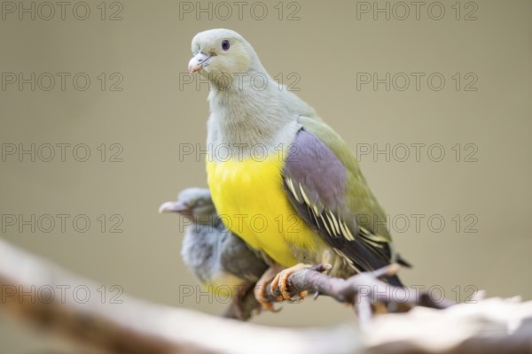 Bruce's green pigeon (Treron waalia) sitting on a branch, captive, Zoo Augsburg, Germany