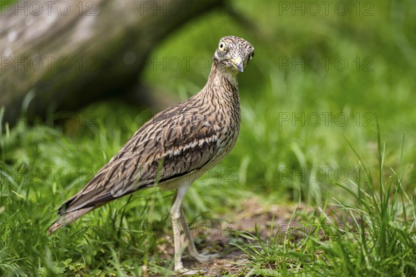 Eurasian stone-curlew (Burhinus oedicnemus) standing on a meadow, captive, Zoo Augsburg, Germany