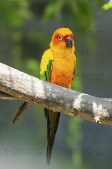 Fischer's lovebirds (Agapornis fischeri) sitting on a branch, captive, captive, Zoo Augsburg, Germany