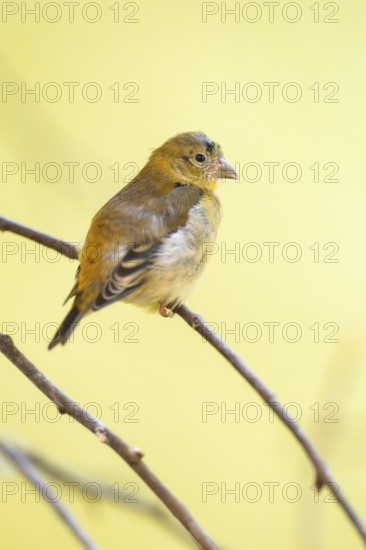 Red siskin (Spinus cucullatus) sitting on a branch, captive, Zoo Augsburg, Germany