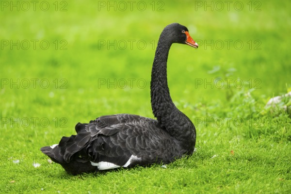 Black swan (Cygnus atratus) lying on a meadow, captive, Zoo Augsburg, Bavaria, Germany