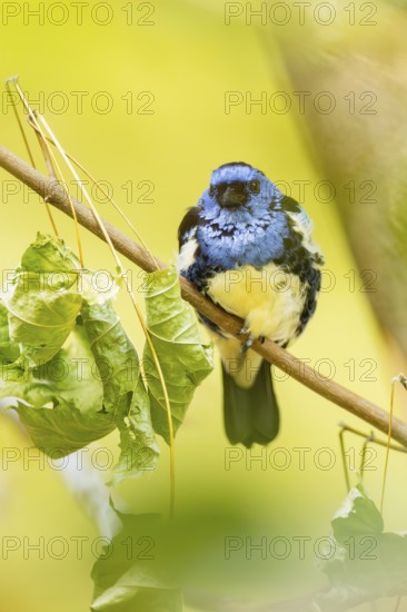 Turquoise tanager (Tangara mexicana) sitting on a branch, captive, Zoo Augsburg, Germany
