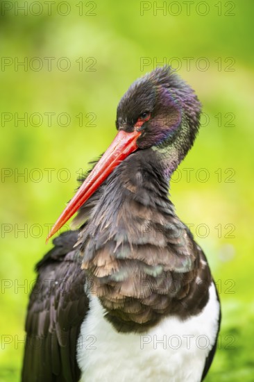Black stork (Ciconia nigra), portrait, Bavaria, Germany