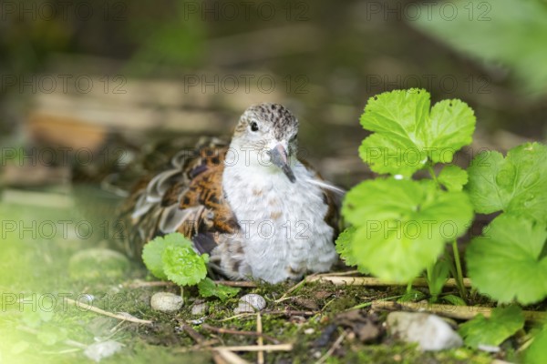 Ruff (Calidris pugnax) female lying on the ground, captive, Zoo Augsburg, Germany
