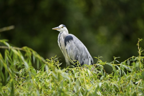 Grey heron (Ardea cinerea) standing in a tree, Bavaria, Germany