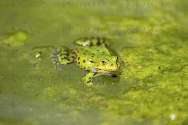 Edible frog (Pelophylax esculentus) in water, Bavaria, Germany