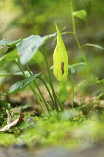 Arum cylindraceum growing in a forest, Bavaria, Germany