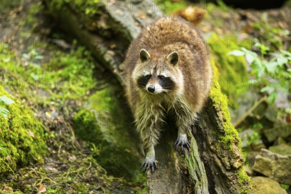 Common raccoon (Procyon lotor) on an old tree trunk, Bavaria, Germany
