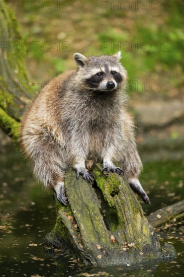 Common raccoon (Procyon lotor) on the edge of a little lake, Bavaria, Germany
