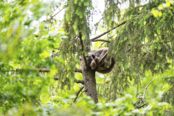 Common raccoon (Procyon lotor) oin a tree, Bavaria, Germany