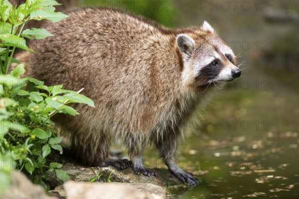 Common raccoon (Procyon lotor) on the edge of a little lake, Bavaria, Germany