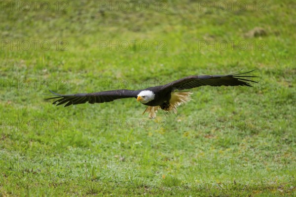Bald eagle (Haliaeetus leucocephalus) flying over a meadow, hunting, Bavaria, Germany