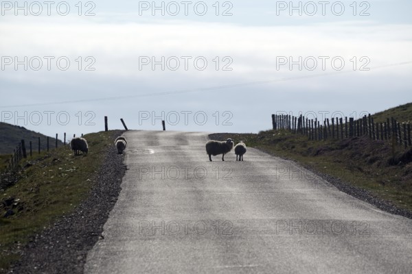 Sheep crossing an empty rural road surrounded by fences under a cloudy sky, Eshaness, Mainland, Shetland Islands, Scotland, United Kingdom