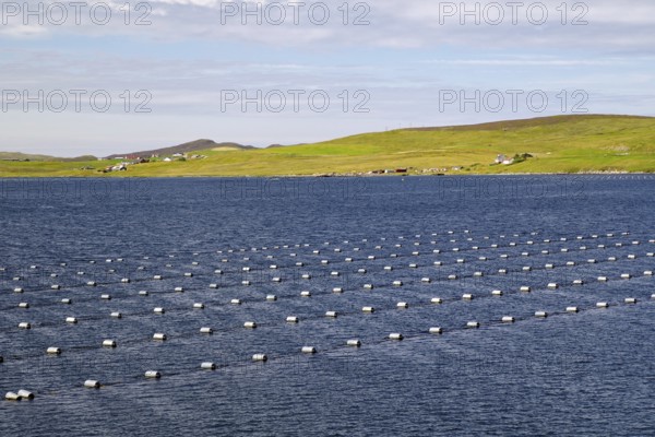Regular arrangement of buoys on calm sea, surrounded by green coastal landscape, mussel farms, Mainland, Shetland Islands, Scotland, United Kingdom