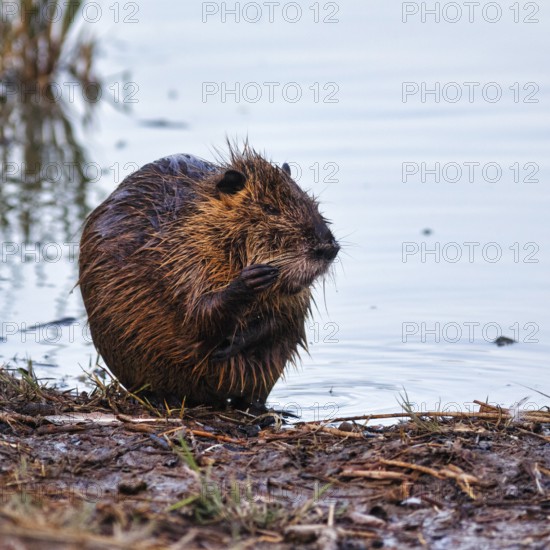 Nutria (Myocastor coypus) at the pond, bank, animal behaviour, Pont de Gau bird park, Saintes-Maries-de-la-Mer, Camargue Regional nature park Park, France