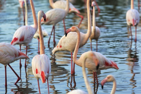 Pink flamingos (Phoenicopterus roseus), standing in the pond, Pont de Gau Bird Park, Saintes-Maries-de-la-Mer, Camargue Regional nature park Park, France