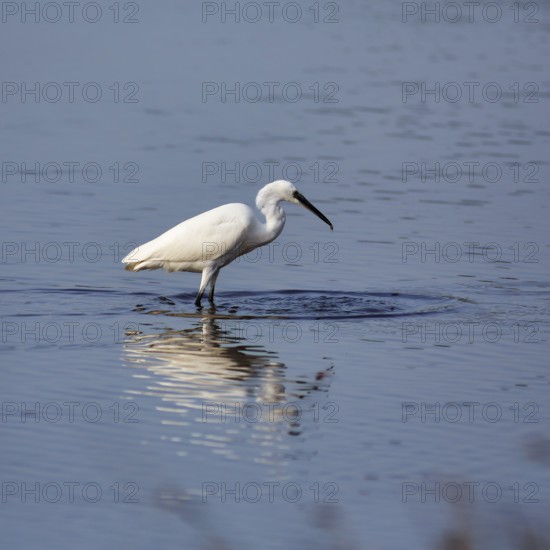 Little Egret (Egretta garzetta) in the pond, Pont de Gau Bird Park, Saintes-Maries-de-la-Mer, Camargue Regional nature park Park, France