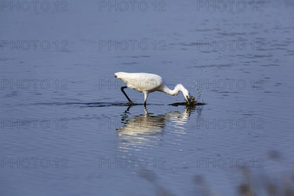 Little Egret (Egretta garzetta) in a pond, feeding, Pont de Gau Bird Park, Saintes-Maries-de-la-Mer, Camargue Regional nature park Park, France
