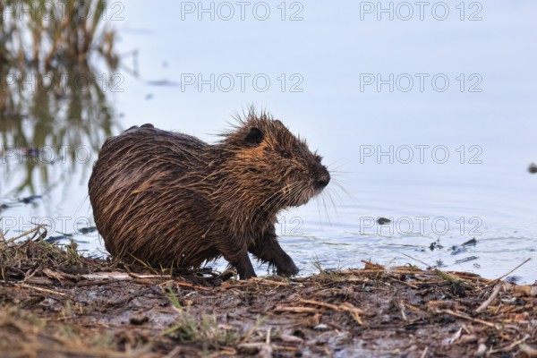 Nutria (Myocastor coypus) at the pond, shore, Pont de Gau Bird Park, Saintes-Maries-de-la-Mer, Camargue Regional nature park Park, France