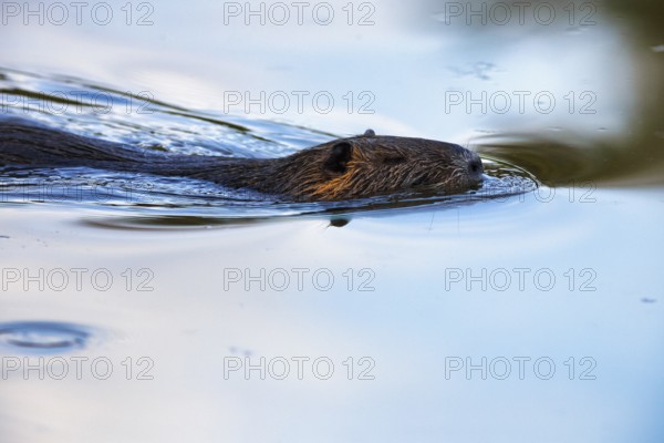 Nutria (Myocastor coypus) swimming in the pond, Pont de Gau Bird Park, Saintes-Maries-de-la-Mer, Camargue Regional nature park Park, France