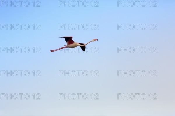 Pink flamingo (Phoenicopterus roseus) flying in the evening sky, free-ranging, Saintes-Maries-de-la-Mer, Camargue Regional Natural Park, France
