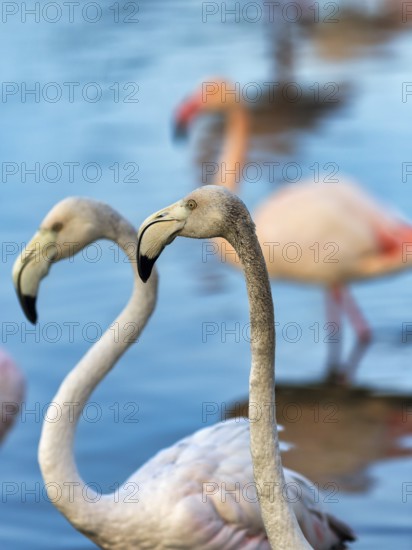 Pink flamingos (Phoenicopterus roseus), two young birds standing in the pond, close-up, Pont de Gau Bird Park, Saintes-Maries-de-la-Mer, Camargue Regional nature park Park, France