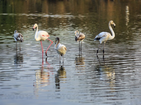 Pink flamingos (Phoenicopterus roseus), adults and juveniles standing in the pond, Pont de Gau Bird Park, Saintes-Maries-de-la-Mer, Camargue Regional nature park Park, France