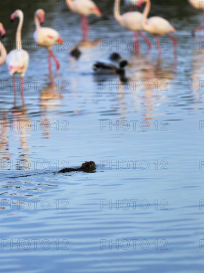 Nutria (Myocastor coypus) swimming in the pond, Pont de Gau Bird Park, Saintes-Maries-de-la-Mer, Camargue Regional nature park Park, France