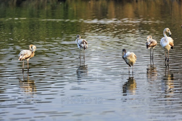 Pink flamingos (Phoenicopterus roseus), several young birds in the pond, Pont de Gau Bird Park, Saintes-Maries-de-la-Mer, Camargue Regional nature park Park, France