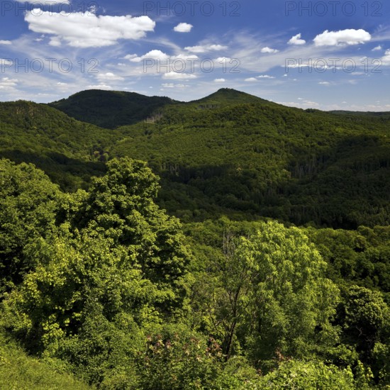 Siebengebirge, low mountain range on the right bank of the Rhine, Königswinter, North Rhine-Westphalia, Germany
