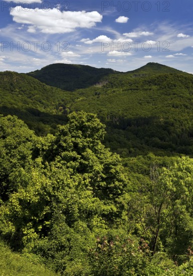 Siebengebirge, low mountain range on the right bank of the Rhine, Königswinter, North Rhine-Westphalia, Germany