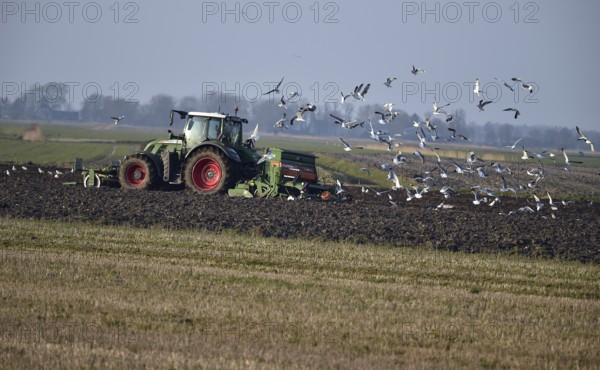 Seagulls chasing a tractor in a field in Schleswig-Holstein, Germany