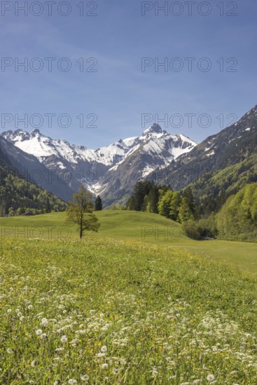 Spring meadow in the Trettach valley, near Oberstdorf, behind it the Trettachspitze, 2595m, Allgäu Alps, Allgäu, Bavaria, Germany