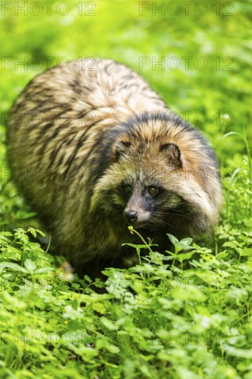 Common raccoon dog (Nyctereutes procyonoides) standing in the grass, Bavaria, Germany