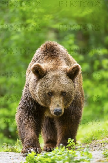 Brown bear (Ursus arctos) standing on a rock, Bavaria, Germany
