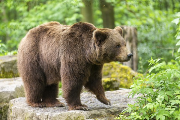 Brown bear (Ursus arctos) standing on a rock, Bavaria, Germany