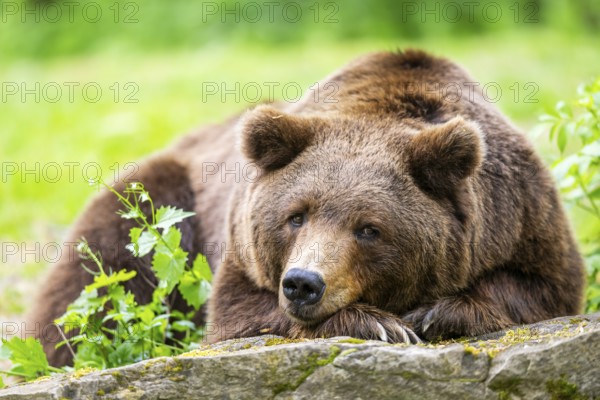 Brown bear (Ursus arctos) lying on a rock, Bavaria, Germany