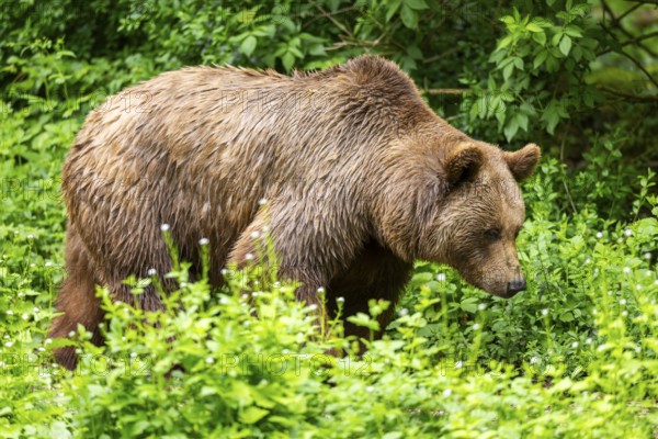 Brown bear (Ursus arctos) walking on a meadow, Bavaria, Germany