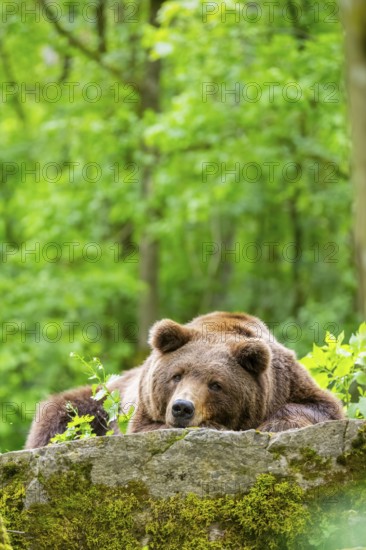 Brown bear (Ursus arctos) lying on a rock, Bavaria, Germany