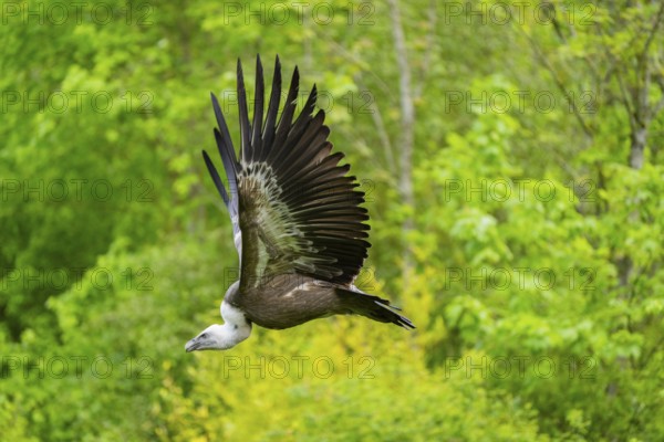 Eurasian griffon vulture (Gyps fulvus) flying, Bavaria, Germany