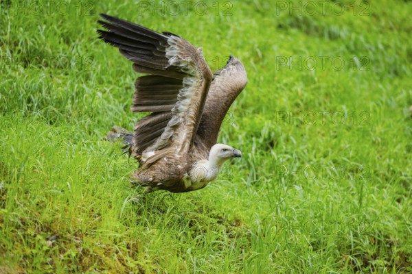 Eurasian griffon vulture (Gyps fulvus) starts flying from a meadow, Bavaria, Germany