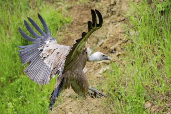 Eurasian griffon vulture (Gyps fulvus) landing on the ground, Bavaria, Germany
