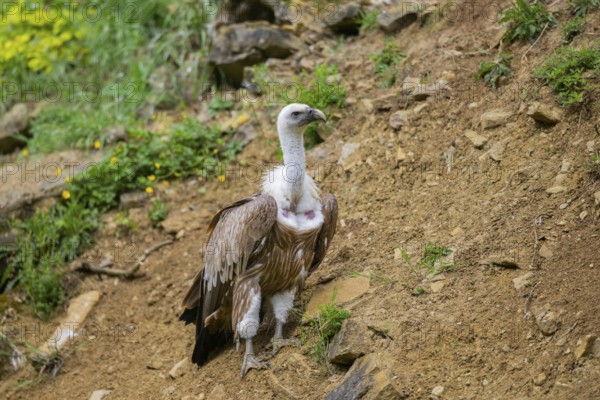 Eurasian griffon vulture (Gyps fulvus), Bavaria, Germany