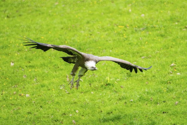 Eurasian griffon vulture (Gyps fulvus) flying over a meadow, Bavaria, Germany